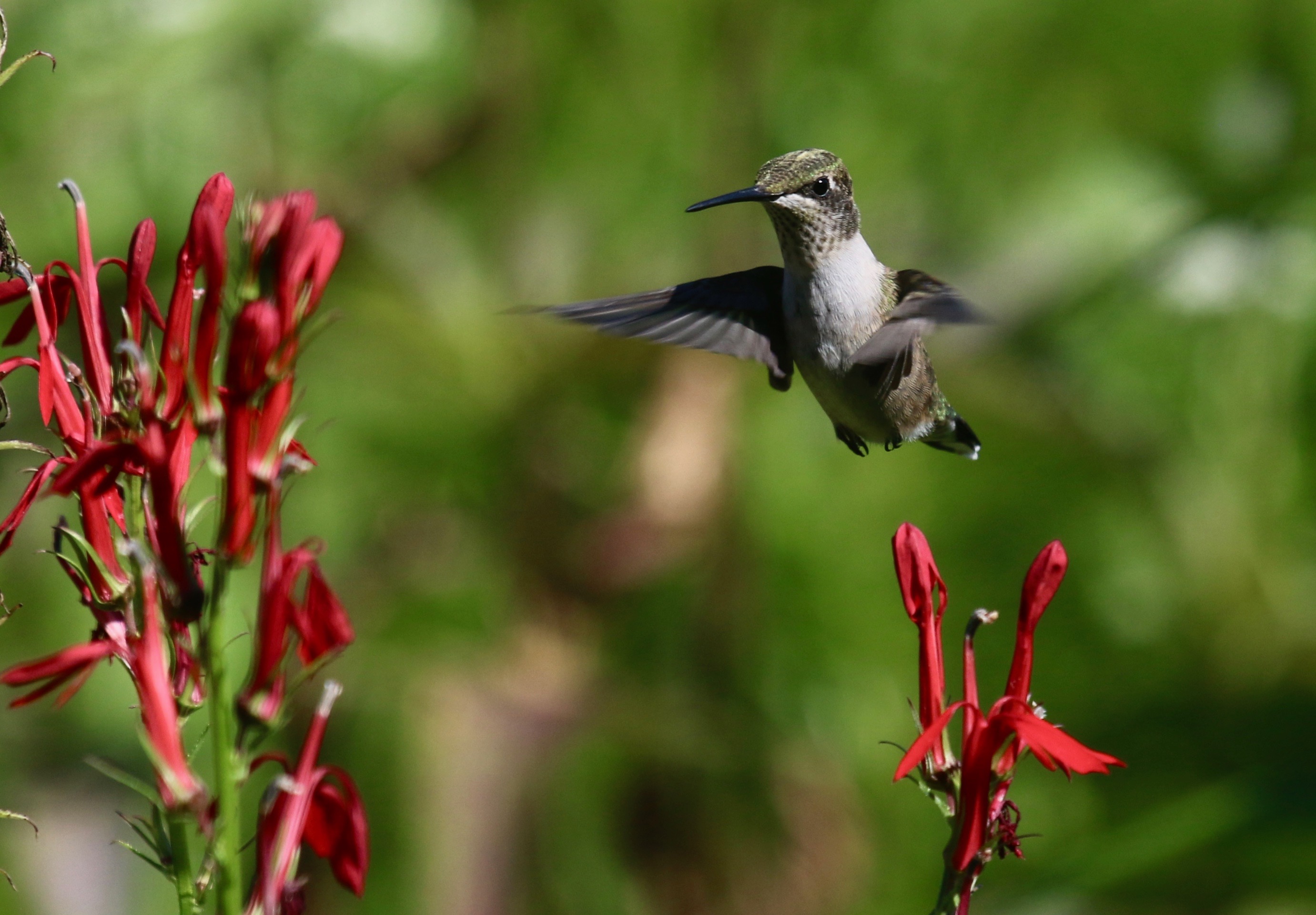 Remote Catering – Temporary Mobile Kitchens Rental, image size:2762x1920