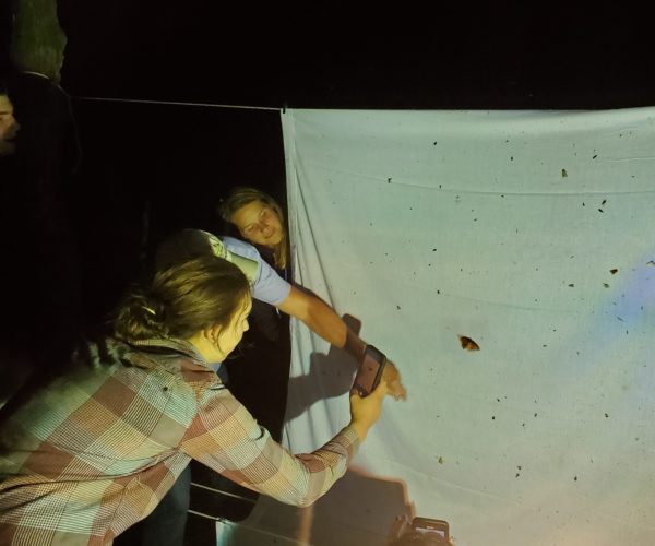 Photographing moths at a public mothing event.