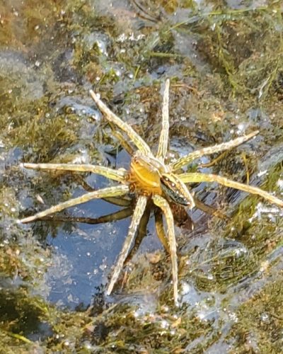 Dolomedes triton, six-spotted fishing spider