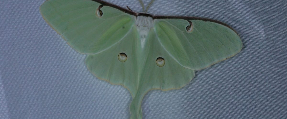 Luna moths are always show-stoppers when they turn up at a Vineyard moth sheet!