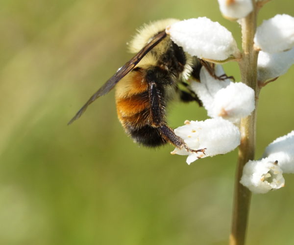 Bombus bimaculatus feeding enthusiastically on an Aletris flower. While belonging to a common species, the bee is oddly marked, with red replacing some of the usual black on the abdomen.