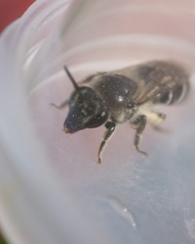 An elongated face is one obvious feature of Colletes productus.