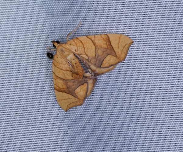 Eulithis sp., a grapevine looper moth, at the Hoft Farm bioblitz moth sheet.