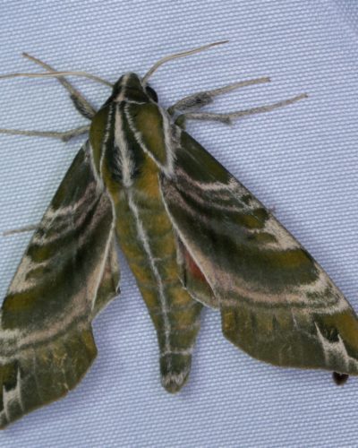 This hydrangea sphinx moth, Darapsa versicolor, was an exciting find at the moth sheet.