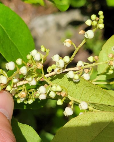 Lyonia flowers, photographed in Concord, Massachusetts.