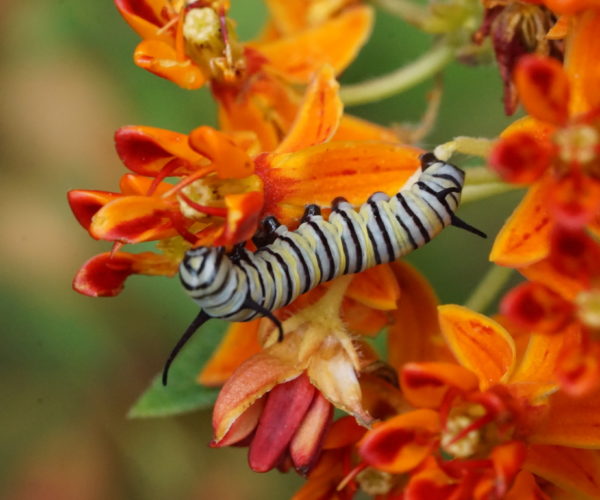 A young Monarch caterpillar feeds on the flowers of butterfly-weed (Asclepias tuberosa).