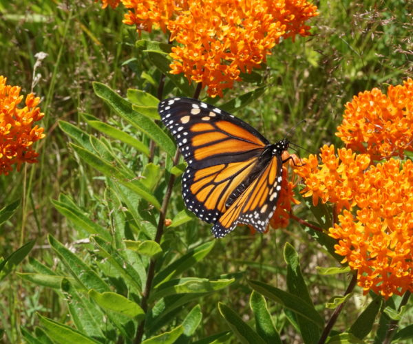An adult female Monarch nectaring on butterfly-weed (Asclepias tuberosa).