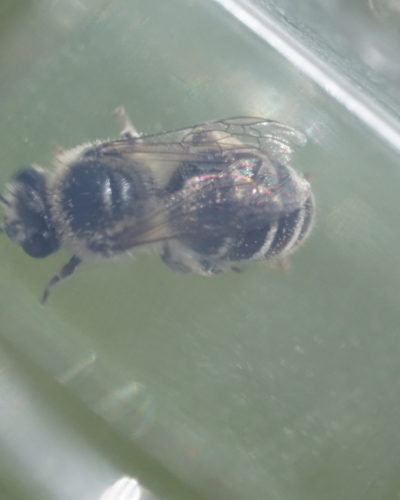To a bee expert's eye, features of the wing veins visible here mark this bee as a Colletes species.