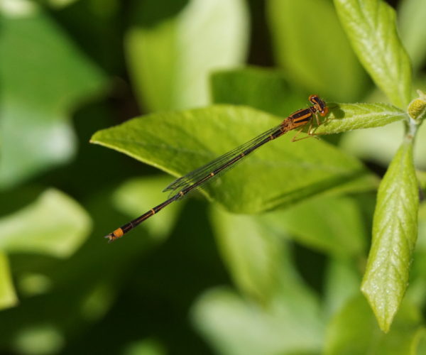 Orange bluet, Enallagma signatum, was one of many interesting finds during the event.