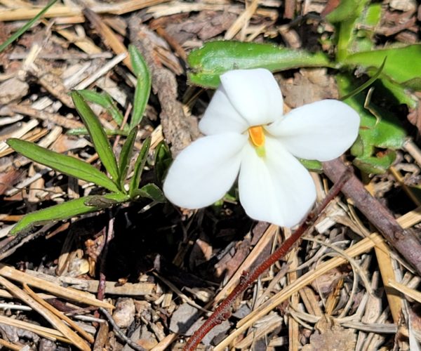 An unusual white example of Viola pedata