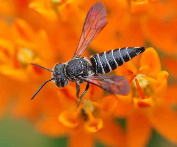 Female Coelioxys modestus on butterfly weed.