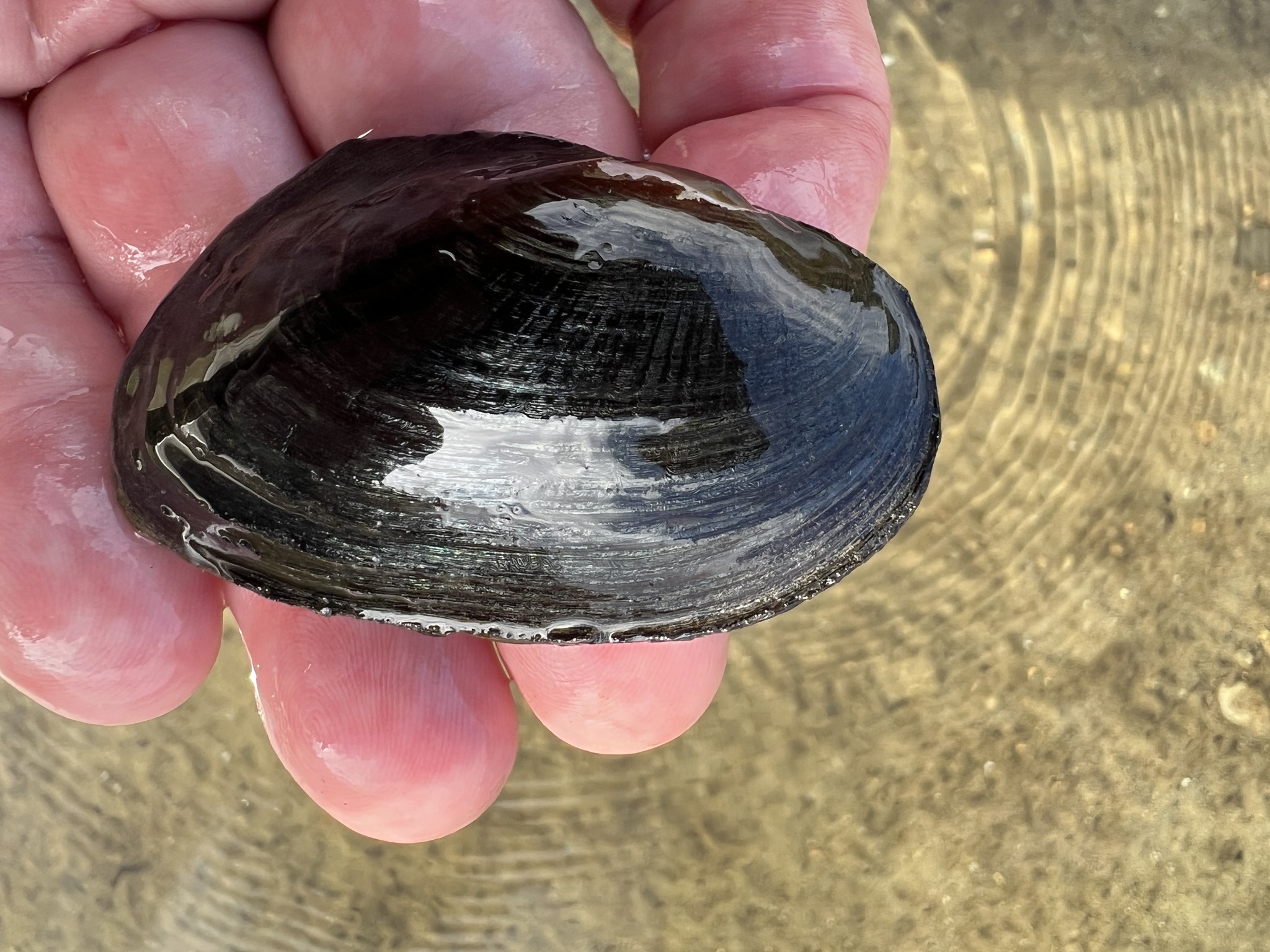 Freshwater mussel documented in Seth's Pond, West Tisbury