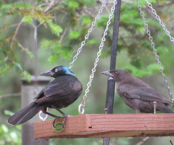 Adult and juvenile Common Grackles (photo by Sharon Pearson)