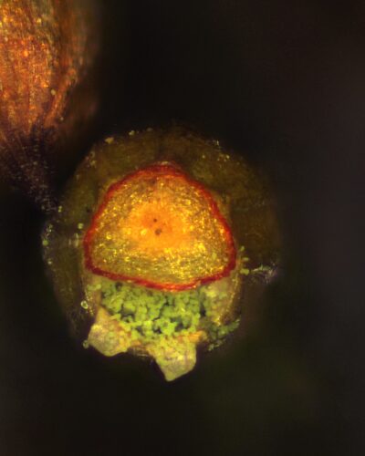 The next step is for the cap (operculum) to separate. This photo shows a gap developing between the operculum and capsule, revealing the green spores within.