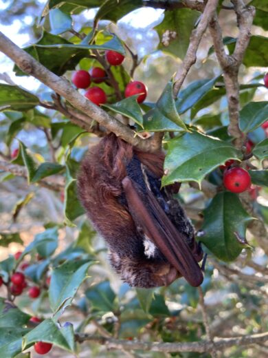 a bat sleeping in a holly tree