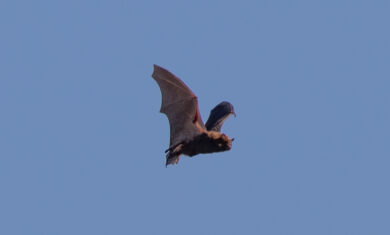 a bat flying during the day