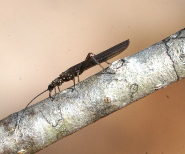 Side view of a rollled-winged stonefly