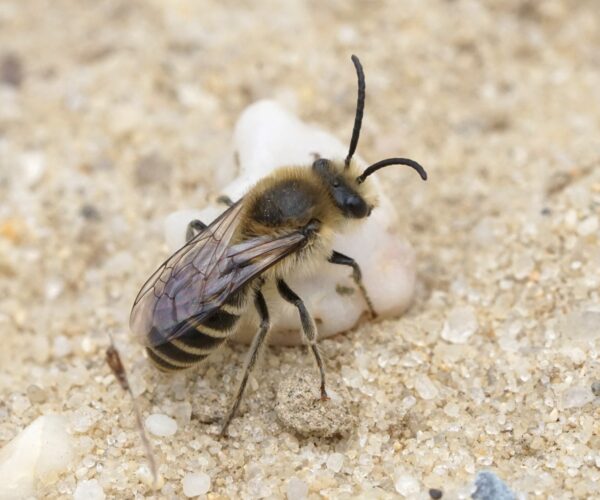 Male Colletes validus. Note the slightly longer antennae and the slightly less hairy legs, relative to the female.
