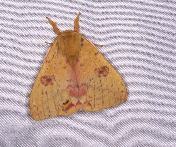 Io moth, Automerus io, at a bioblitz moth sheet