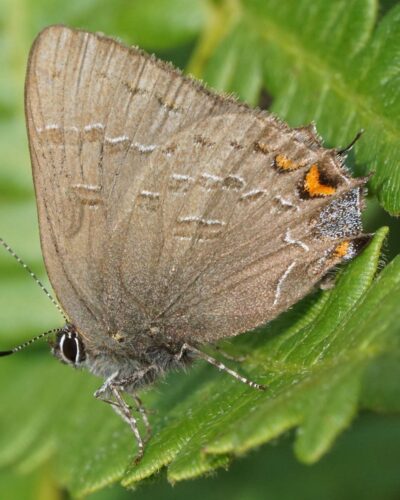 Banded hairstreak (Satyrium calanus)