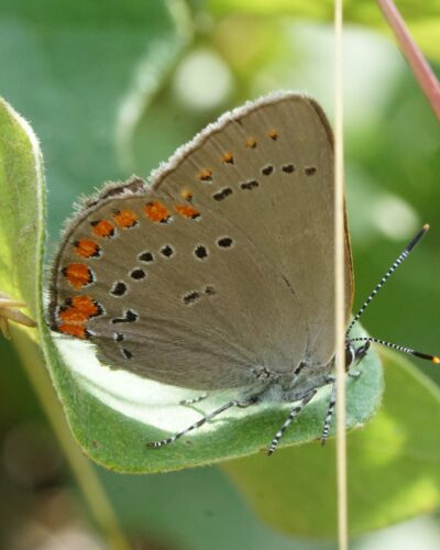 Coral hairstreak (Satyrium titus)