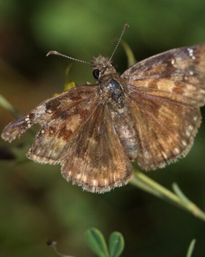 Wild indigo duskywing (Erynnis baptisiae)