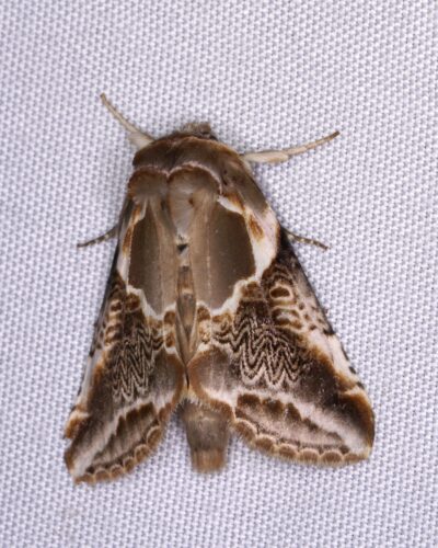 Habrosyne scripta