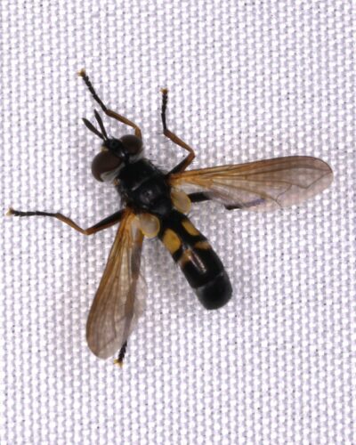 Hemyda aurata, a parasitic fly attracted to the moth lights