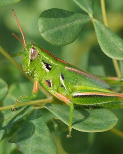 Hesperotettix viridis