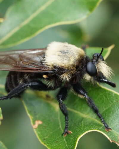 Laphria grossa, an impressive predator more than an inch long