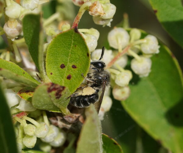 Female Melitta melittoides on Lyonia blossoms