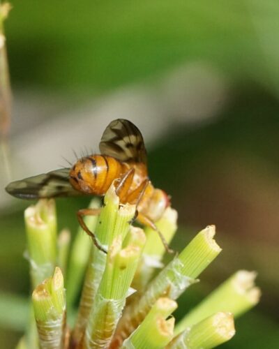 Oestrophasia sp., a Tachinid fly that parasitizes beetles