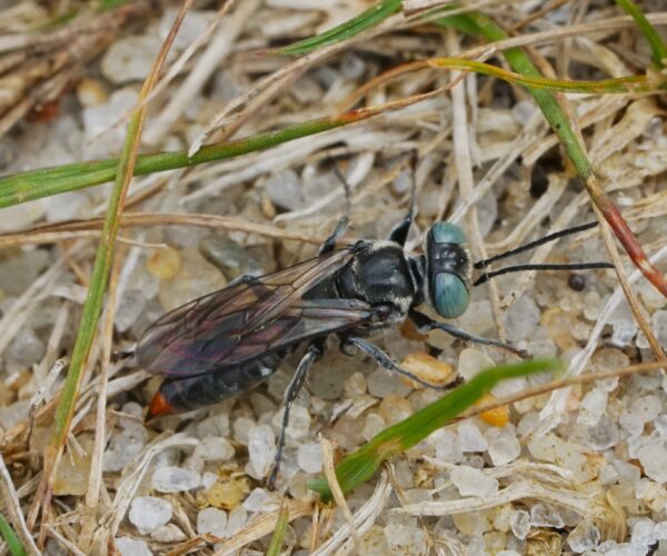 Tachysphex terminatus species complex