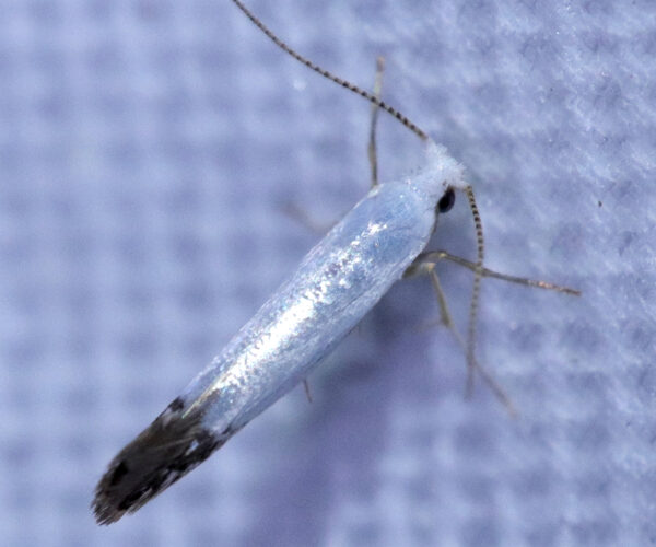 Argyresthia apicimaculella, found and photographed by Molly Jacobson