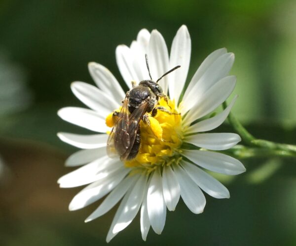 Protandrena compositarum collecting pollen