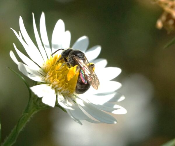 Female Protandrena compositarum on a Symphyotrichum pilosum blossom