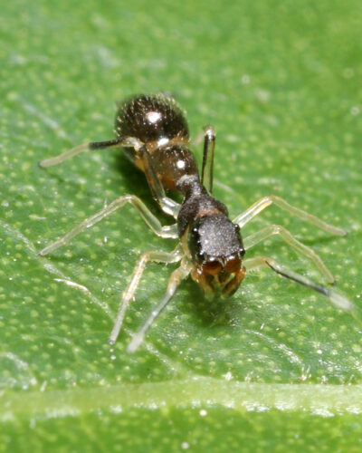 Ant-mimic spider (count the legs!)