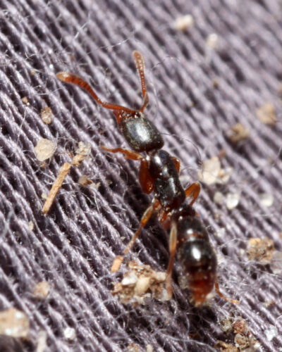 Porthole Ant, Ponera sp.