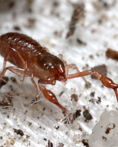 Pseudoscorpion, Chtonius sp.