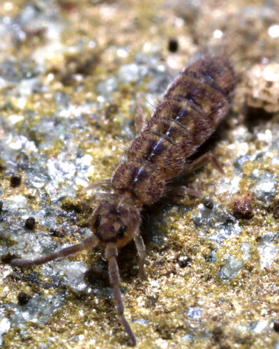 Isotoma sp. by Chris Baer