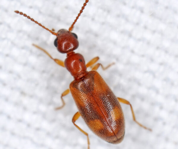 Anthicus cervinus. Photo: Chris Baer