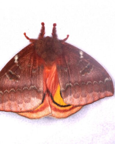Automeris io, Io moth, very common during this event.