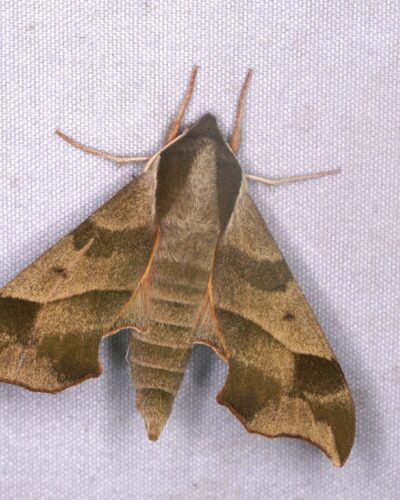 Darapsa myron, Virginia creeper sphinx moth.