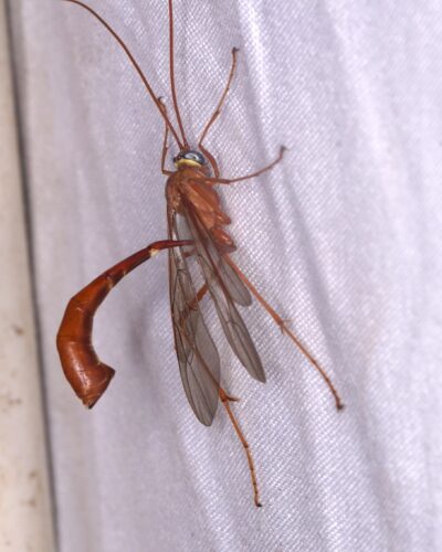 Encospilus sp., an Ichneumon wasp attracted to the moth lights.