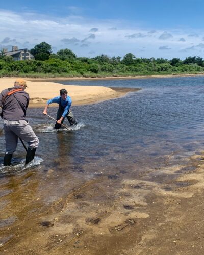 Seining for aquatic life in Long Cove Pond.