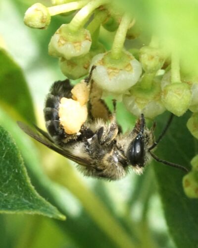 Melitta melittoides, a rare bee associated with Lyonia.