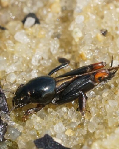Neotridactylus apicialis, an atypical grasshopper found on pond shores.