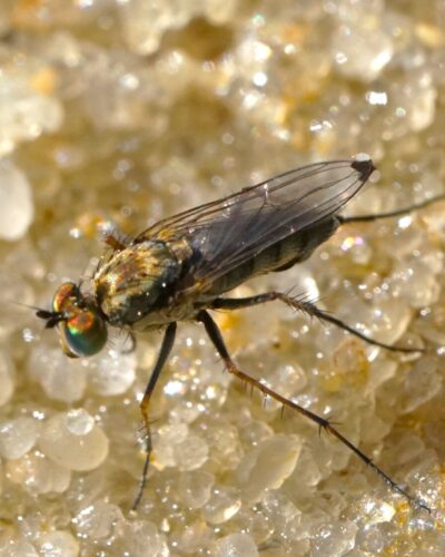 The long-legged fly (Dolichopodidae) Tachytrechus vorax, another associate of wet sand.