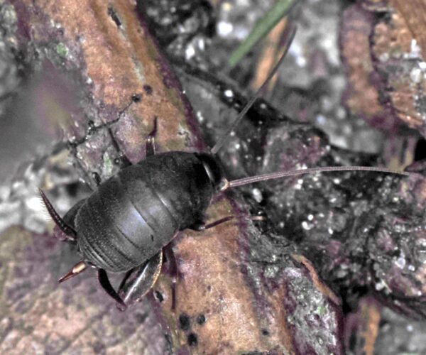 Chris Baer's Myrmecophils pergandei